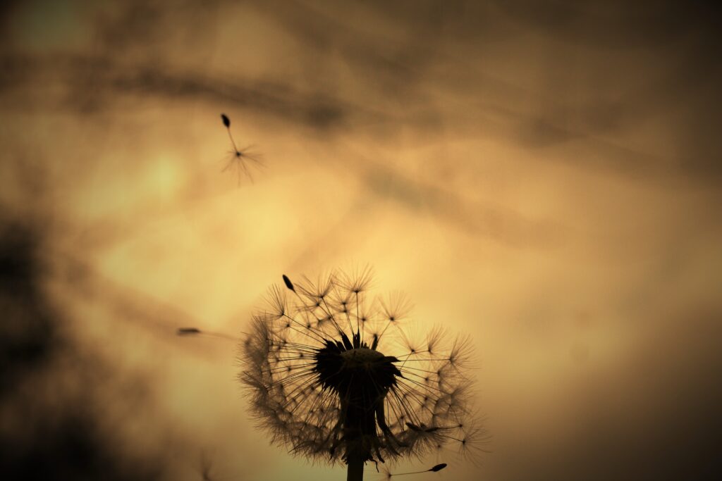 Dandaelion 1 1024x683